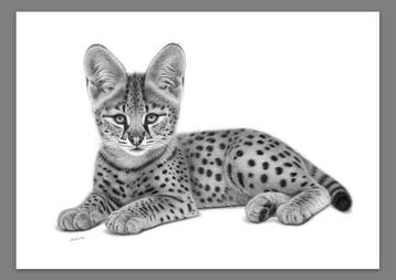 Schu - Serval Cub
