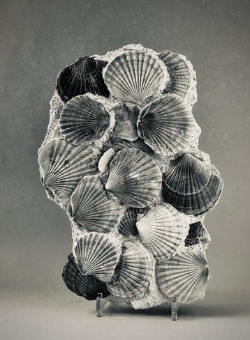 Pecten - Fossiel fragment - 36 cm - 26 cm
