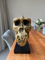 Richmond - Gorilla schedel, gegoten in fijnste brons, met
