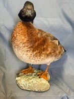 Hybride Duitse koninklijke Fischione Taxidermie volledige, Verzamelen, Nieuw