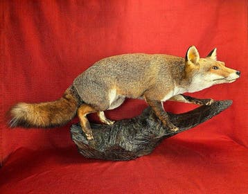 Trophée de chasse, Collections
