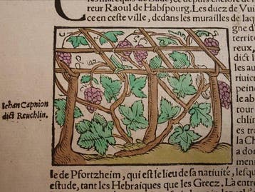 Sebastian Münster (1489–1552) - Cosmographie Universelle -