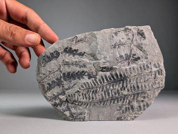 Fougères fossiles sans graines - Plante fossilisée -