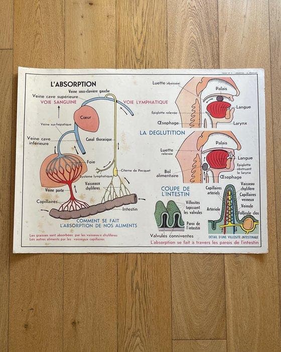 J. Anscombre - Imprimerie Georges Lang - Le coeur et les, Antiek en Kunst, Kunst | Tekeningen en Fotografie
