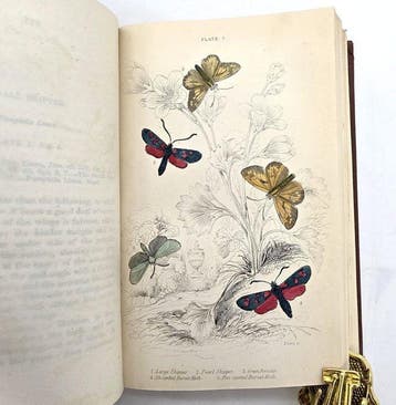 The Naturalist’s Library XIV - Entomology. British Moths -