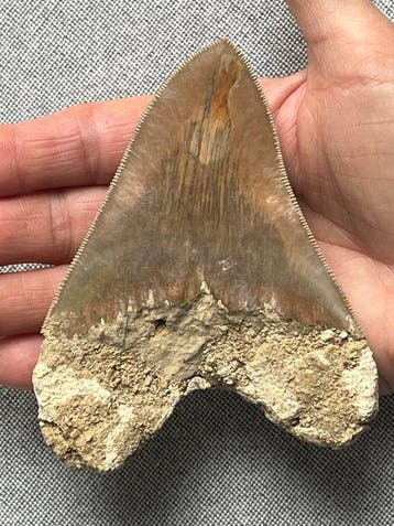 Megalodon-tand 11,7 cm - Fossiele tand - Carcharocles