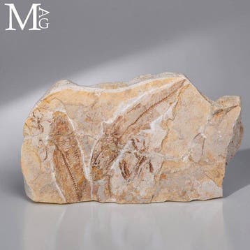 Hakelia Fossil Fish Association – Boven Krijt, Hakel,