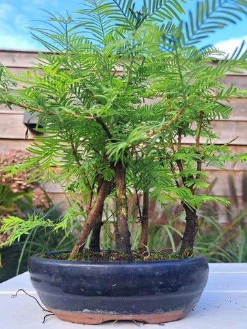 forêt de Métaséquoïa dans un pot de bonsaï - Hauteur (arbre)