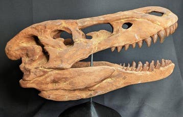 Fossiele schedel - Jane (Tyrannosaurus rex juvenile