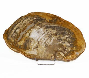 Versteend hout - Gefossiliseerd hout - Dipterocarpus - 36 cm