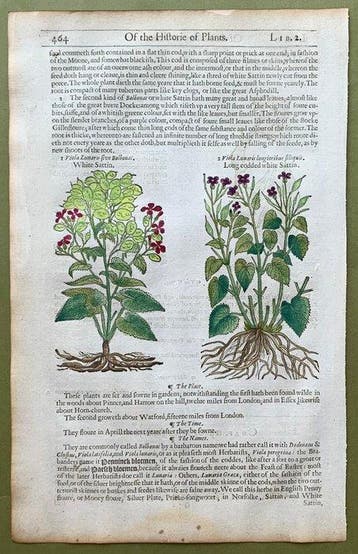The Herball or generall Historie of Plantes [6 xilografie