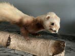 Hermelijn Taxidermie volledige montage - Mustela Erminea - 0, Antiek en Kunst