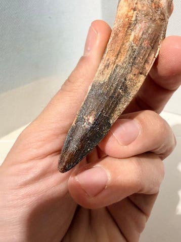 Dinosaurus - Fossiele tand - Spinosaurus aegyptiacus - 9.6