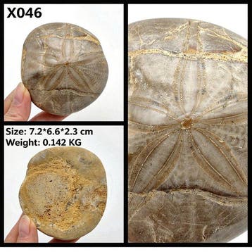 Zee-egel - Fossiele cabochon - 7.7 cm - 7.6 cm (Zonder
