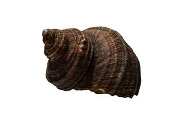 Grand escargot-turban à bouche argentée (Turbo argyrostoma)