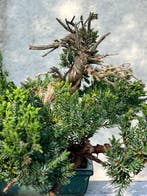 Jeneverbes bonsai (Juniperus) - Hoogte (boom): 30 cm -