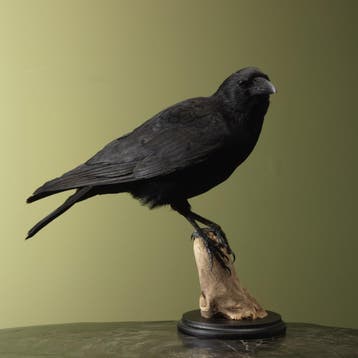 Kraai Taxidermie Opgezette Dieren By Max, Ophalen of Verzenden, Opgezet dier