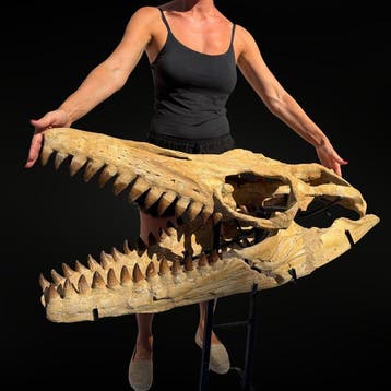 Uitzonderlijke en zeldzame mosasaurussen - Fossiele schedel