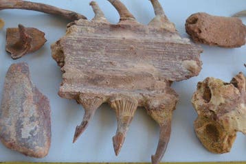 Verzameling van dinosauriërs en reptielen uit de Sahara -, Verzamelen