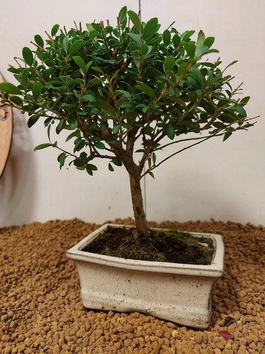 Japanese holly bonsai (Ilex crenata) - Hoogte (boom): 24 cm, Antiquités & Art, Curiosités & Brocante