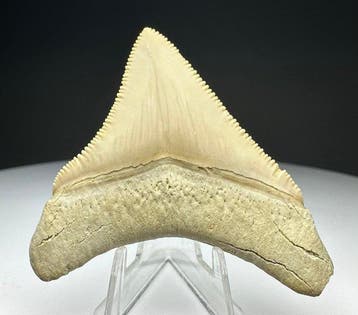 Megalodon - Fossiele tand - 5.5 cm - 5 cm, Verzamelen