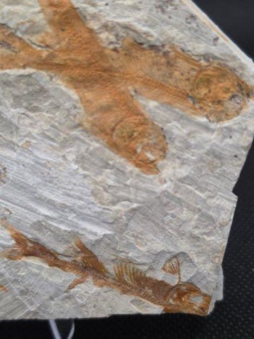 Fossiele vissen - 4 Lycoptera sp. - Gefossiliseerd dier -