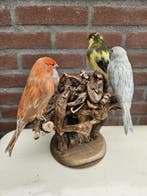 kleur kanaries Taxidermie volledige montage - canariae, Nieuw
