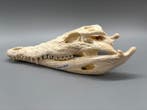 Nijlkrokodil Schedel - Crocodylus niloticus - 8 cm - 12 cm -