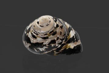 Cittarium pica (Turbo) - Magpie Stand Shell - Exceptionnel