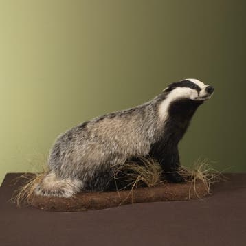 Das Taxidermie Opgezette Dieren By Max, Verzamelen, Ophalen of Verzenden, Nieuw, Wild dier, Opgezet dier