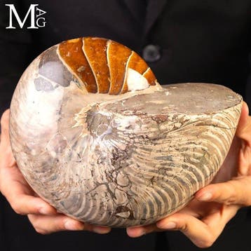 Nautiloïde fossile spectaculaire - Gros fossile de, Collections, Minéraux & Fossiles