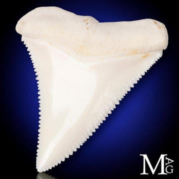 Dent de requin blanc exceptionnelle Dent A2 de la mâchoire, Collections