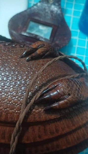 Gordeldier Taxidermie volledige montage - Cingulata - 20 cm