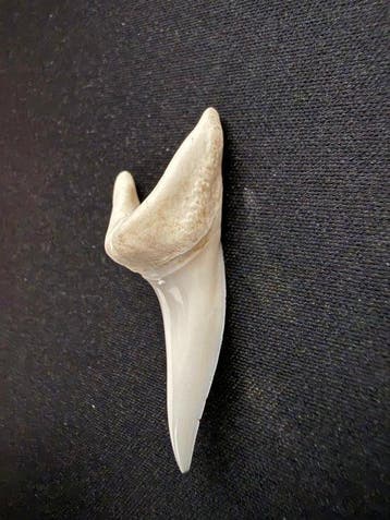 MakohaaI (ALLEEN EU) Tand - Isurus oxyrinchus - 40 mm - 21, Collections