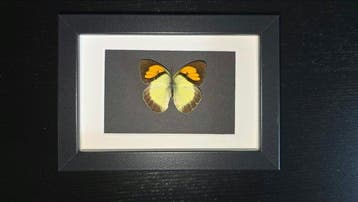 Vlinder Taxidermie volledige montage - Colotis sp. – Yellow