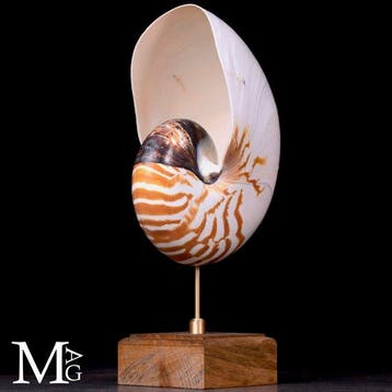 Nautilus Pompilius Shell - Een elegante natuurhistorische
