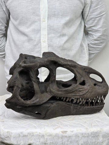 Allosaurus-schedel replica – Gedetailleerd