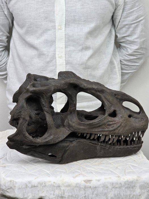 Allosaurus-schedel replica – Gedetailleerd, Verzamelen, Mineralen en Fossielen