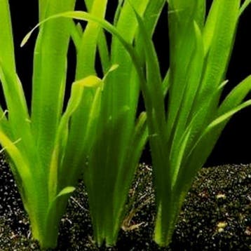Vallisneria australis (gigantea), Dieren en Toebehoren, Verzenden, Nieuw