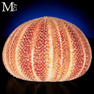 Exquisiet Echinus Esculentus - Natuurlijke levendige kleur
