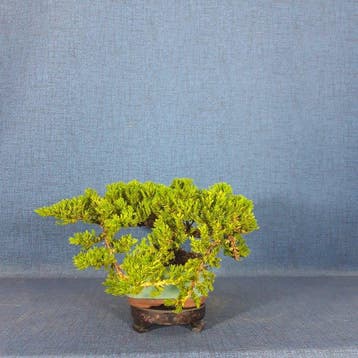 Jeneverbes bonsai (Juniperus) - Hoogte (boom): 11 cm -