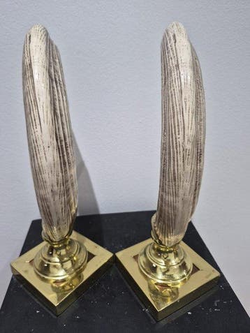 Wrattenzwijn Slagtand - Phacochoerus africanus. - 35 cm - 11