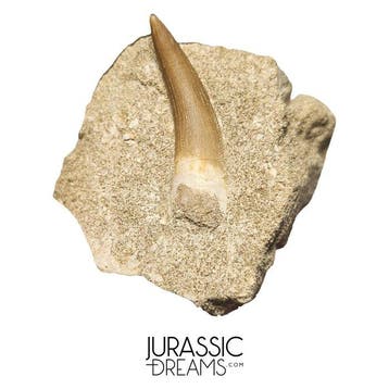 Grote Zarafasaura oceanis (Elasmosaur) Tand in natuurlijke