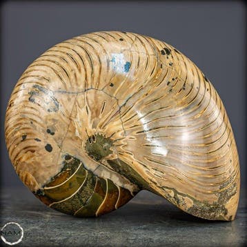 Natuurlijk Nautilus Fossiel van de hoogste kwaliteit -