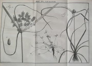 [Martinus Houttuyn], Linnaeus - Natuurlyke Historie, Of