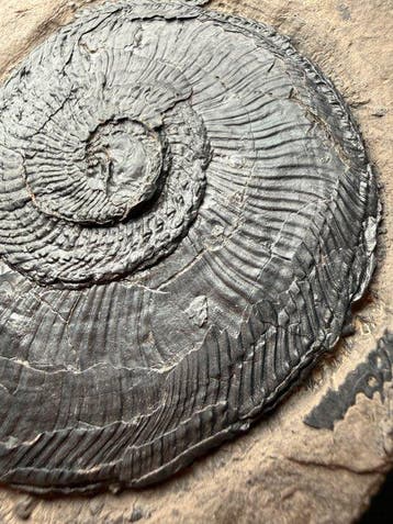 Prachtige grote Triasische ammonietplaat - Fossiele