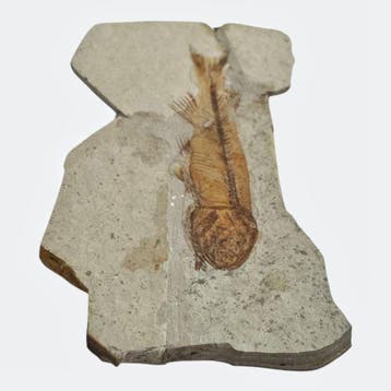 Vis - Gefossiliseerd dier - Fossil Fish from China, Verzamelen