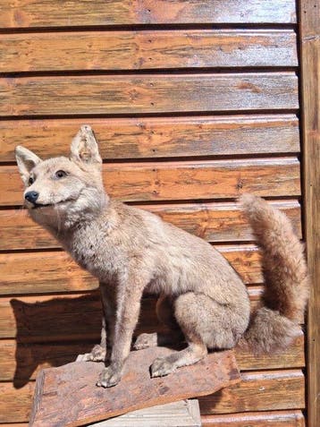 Renard roux Support de corps entier pour taxidermie - Vulpes