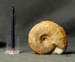 Fijne Juraammoniet - - Gefossiliseerd dier - Ludwigia, Verzamelen