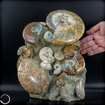 Ammonites fossiles naturels du Crétacé : Cleoniceras.